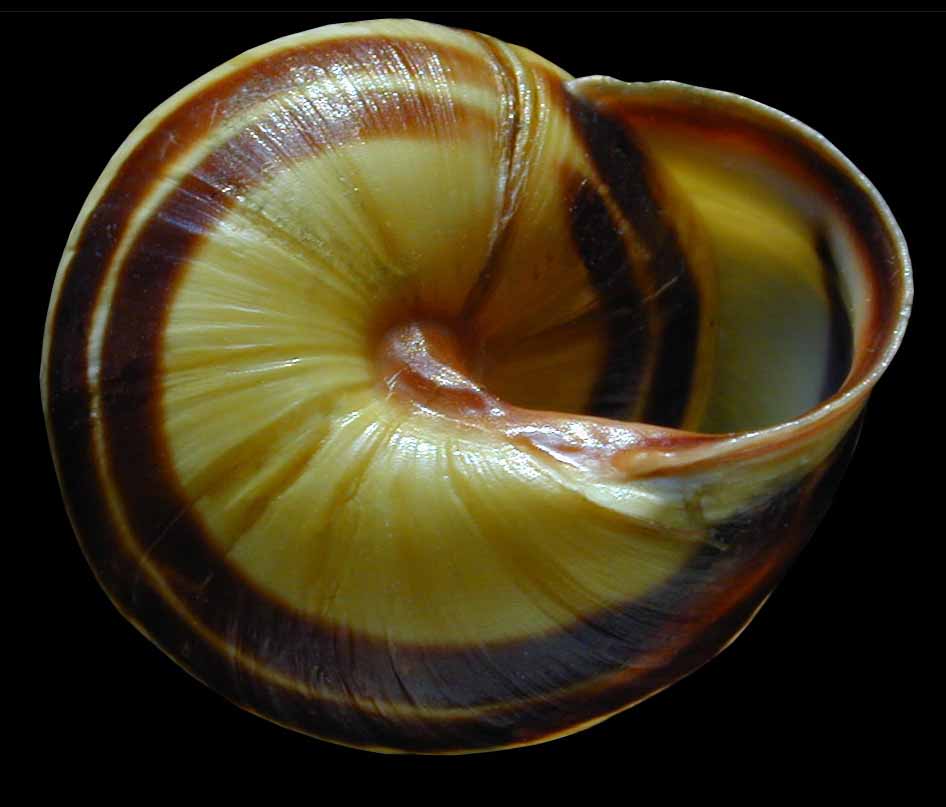 Va Land Snails